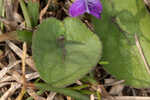 Alpine violet